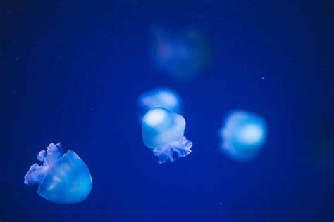 How to Visit the Lisbon Oceanarium | Europe Travel Insider