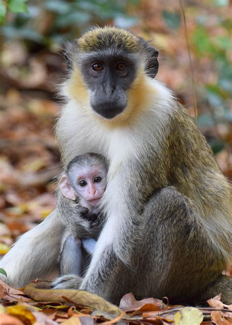 Barbados Green Monkey Baby Animals, Funny Animals, Cute Animals, Older ...