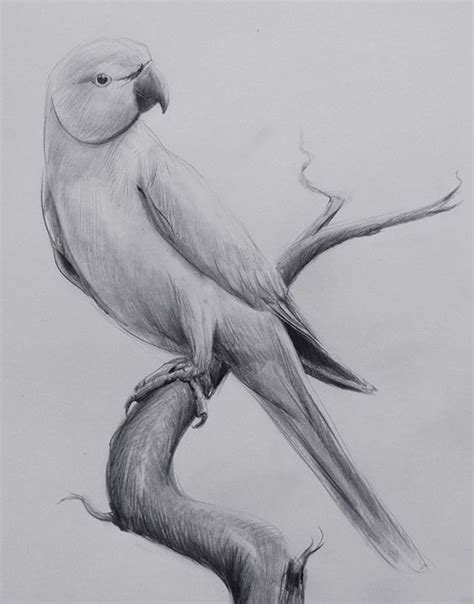 Parrot Pencil Drawing