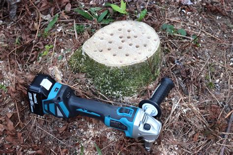 How to Rot a Tree Stump Fast