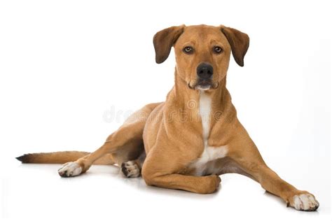 Big Mixed Breed Dog Lying On White Background Stock Photo - Image of ...