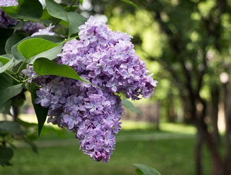 Why Is My Lilac Not Blooming: Reasons A Lilac Bush Never Flowers