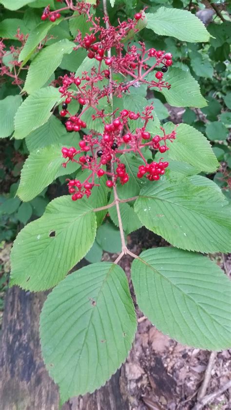 Ben's Journal: Name those Plants: Edible Red Smooth Berries and Mystery ...