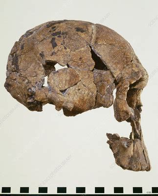 Side view of skull of Homo habilis (KNM-ER 1470) - Stock Image - E438 ...