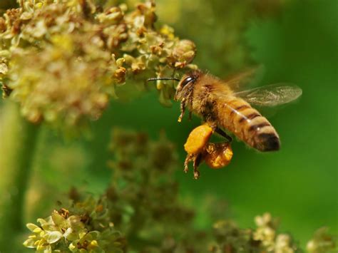 Loaded Pollen Sacs | Honey Bee gathering pollen off some sum… | Flickr