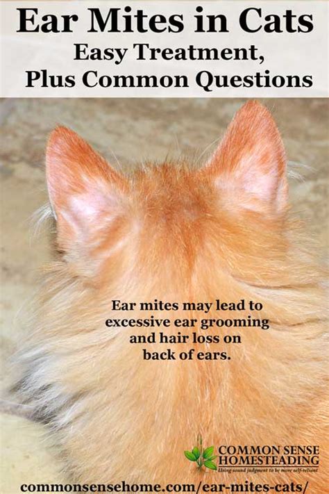 Ear Mites in Cats - Easy Treatment, Plus Common Questions