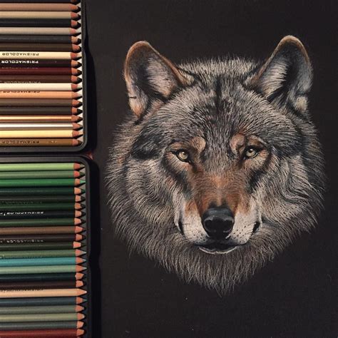 Wolf drawing made with prismacolor pencils on black paper (sold) by ...