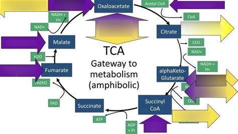 Diagram of Cataplerotic & Anaplerotic Reactions | Quizlet