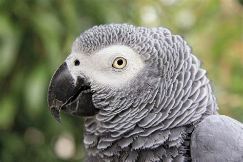 Characteristics of the African gray parrot | Britannica