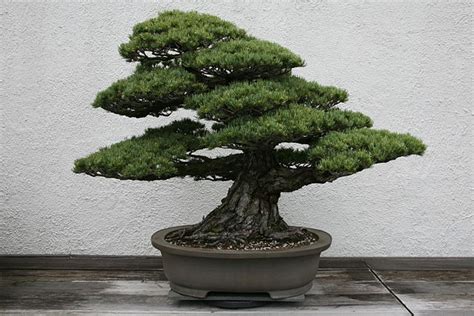 Japanese White Pine Bonsai Tree Care Guide (Pinus parviflora) - Bonsai ...