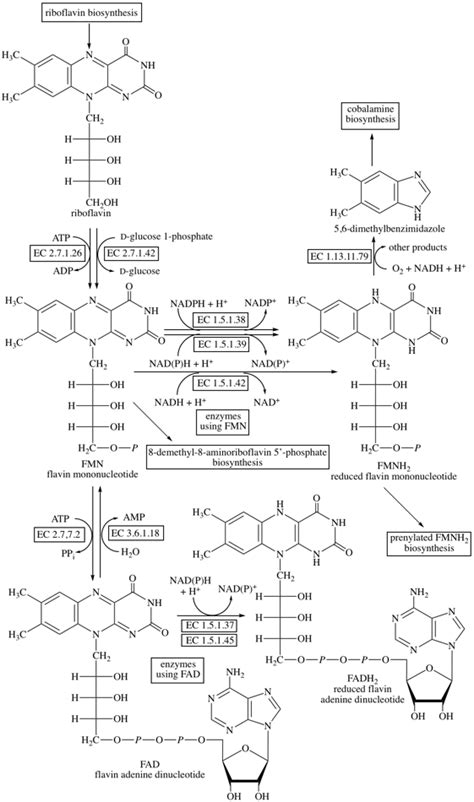 FAD Biosynthesis