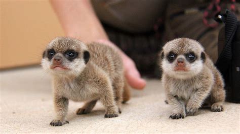 We love a good meerkat, but it's not often that you see baby versions ...