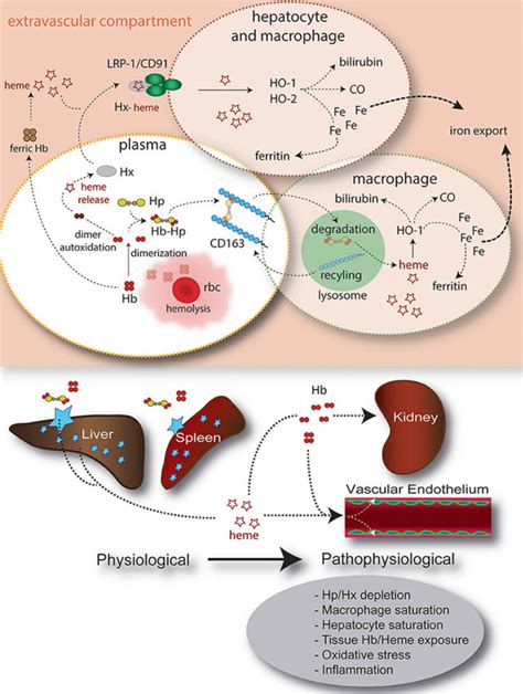 Haptoglobin function, levels, test & causes of low or high haptoglobin