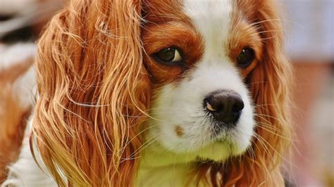 Cavalier King Charles Spaniel Grooming: A Guide with Haircut Pictures