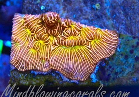 Category: Leptoseris | Reef Builders | The Reef and Saltwater Aquarium Blog