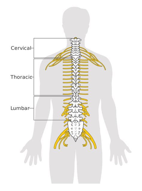 The Spinal Cord | Boundless Anatomy and Physiology