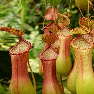 How to Care for a Carnivorous Plant