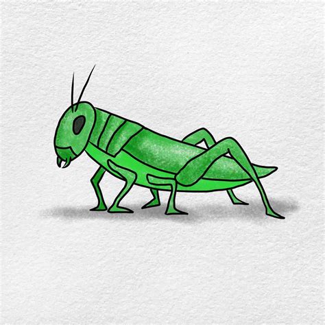 Grasshopper Drawing For Kids