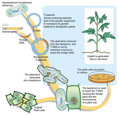 Biotechnology and Its Applications Study Guide - Inspirit