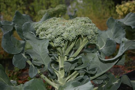 Broccoli & Cauliflower