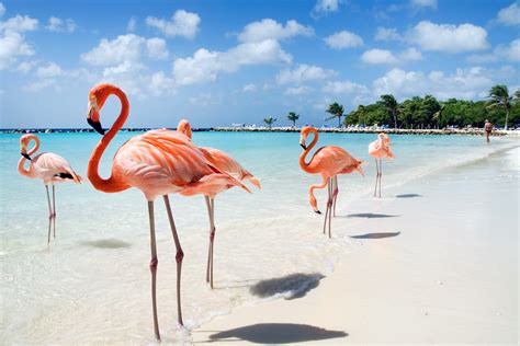 Aruba - What you need to know before you go – Go Guides