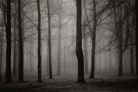 Foggy Woods Photograph by Melissa Wegner