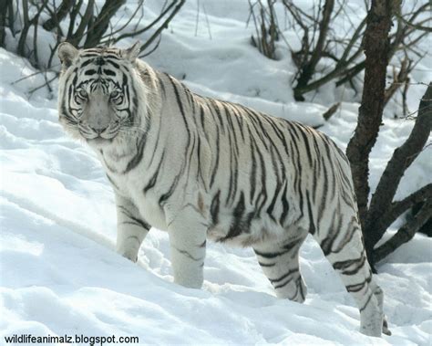 The White Tiger Amazing Facts & Images | The Wildlife