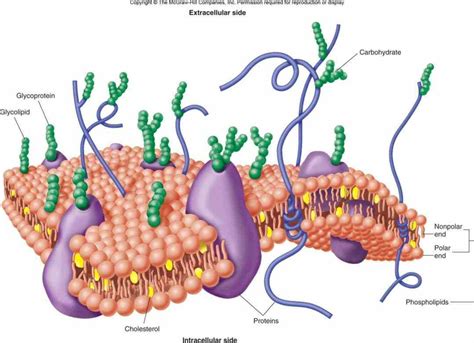 Glycoproteins In The Cell Membrane | MedicineBTG.com