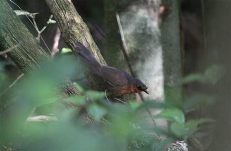 Rarest bird in the world found in Brazil - Web Top News