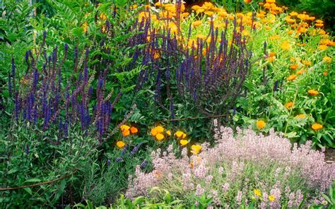 7 Amazing and Versatile Medicinal Herbs Blooming in My Garden Now ...