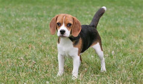 Beagle Breed Information