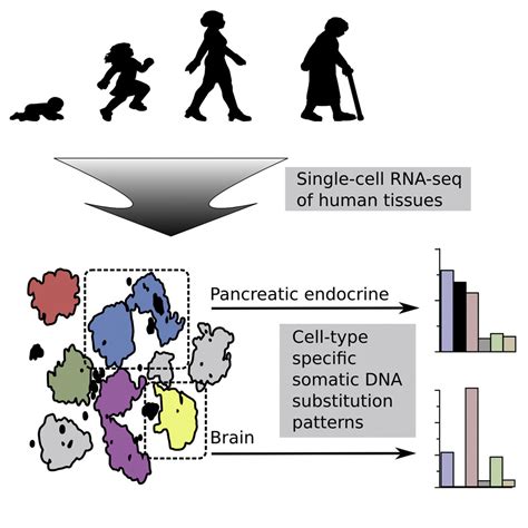 Using single-cell RNA sequencing data from primary cells to derive ...