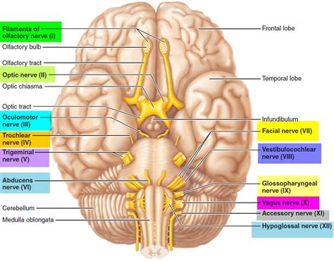 Cranial Nerves - Names of the 12 Cranial Nerves, Mnemonic and Function