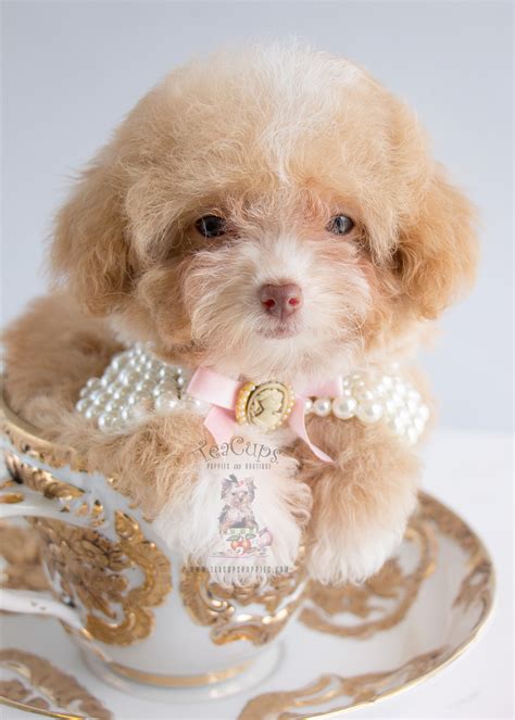 Female Apricot Poodle in Davie | Teacups, Puppies & Boutique