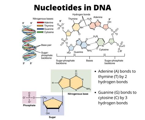 Nucleotide