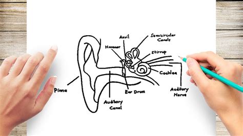 Diagram Of The Ear And Functions External Ear Diagram Labele