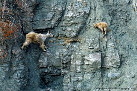 Goats on a Salt-Laden Cliff - Hope Inc. Stories