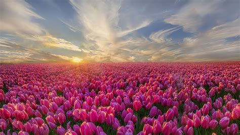 Hình nền hoa Tulip tuyệt đẹp