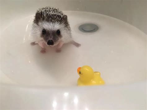 Hedgehog taking bath – Telegraph