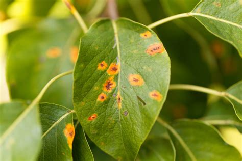 Pear rust disease, Gymnosporangium sabinae - Alexander Tree Care