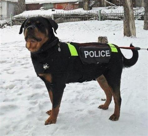 Rottweiler Police Dog | Rottweiler puppies, Rottweiler funny, Rottweiler