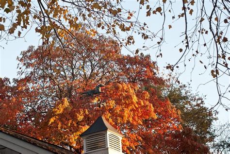 Here's The Updated Fall Foliage Map For Rhode Island