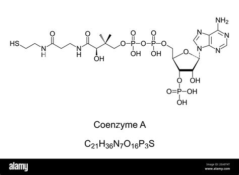 Coenzyme A, chemical formula and skeletal structure. Coenzyme, notable ...