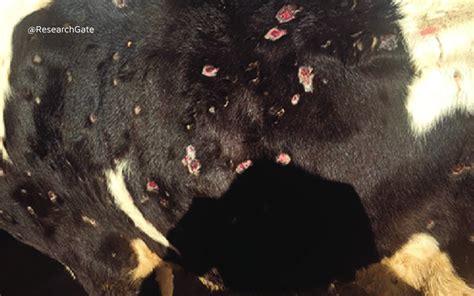 Lumpy Cow Skin Disease Treatment Explained - Diamond Hoof Care