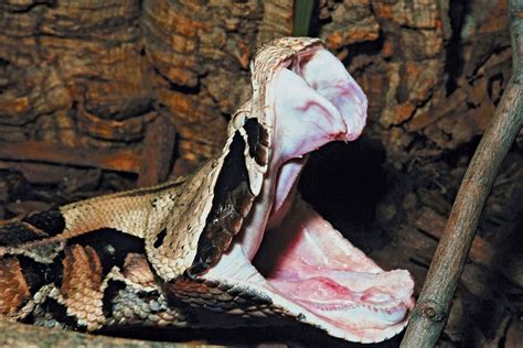 Gaboon viper | Venomous, Africa, Rainforest | Britannica