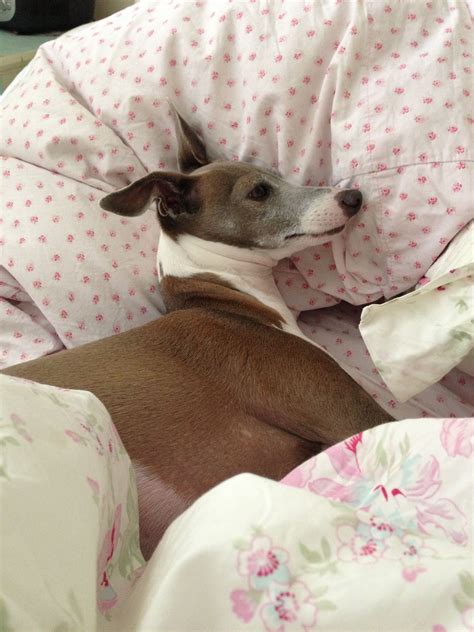 Italian Greyhound, Weasley, sleeping in on a Saturday. | Italian ...