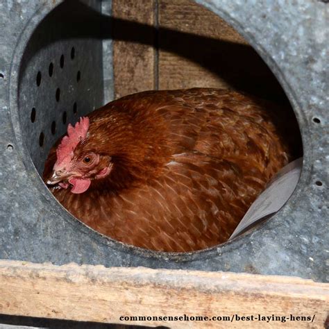 Best Laying Hens - For Beginners, White Eggs, Brown Eggs