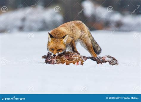 Fox Hunting. Red Fox, Vulpes Vulpes, Tears and Feeds Caught Hare ...