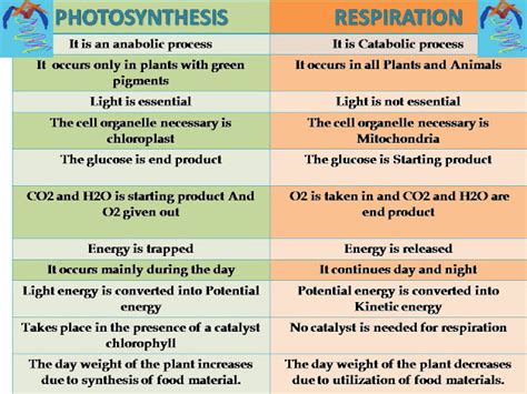 Microamaze: Photosynthesis Vs Respiration