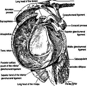 Glenohumeral ligaments | ShoulderDoc